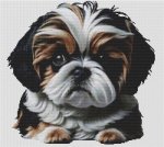 Black, Gold and White Shih Tzu (image for) Black, Gold and White Shih Tzu